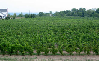 Fielding Estates Winery Vineyard