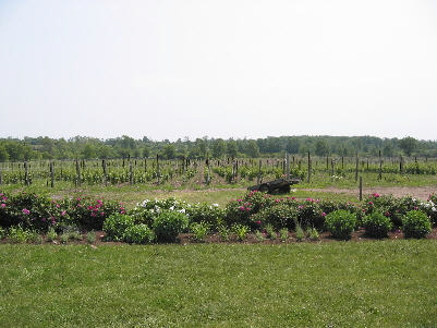Closson Winery Vineyards