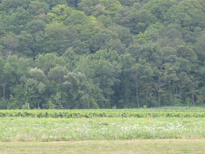 Niagara College Campus Vineyards
